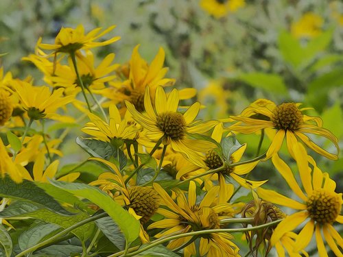 helianthe  sunflowers  bouquet