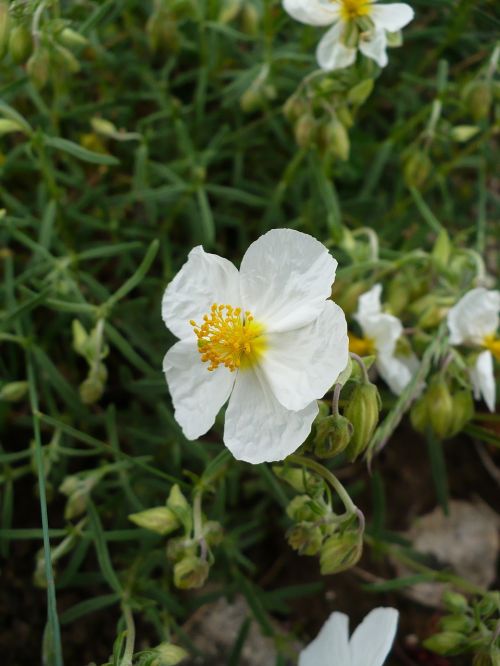 hélianthème of the apennines flora white flowers