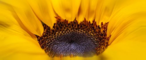 helianthus sun flower yellow