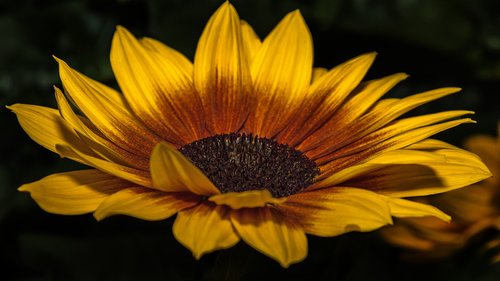 helianthus  sunflower  blossom