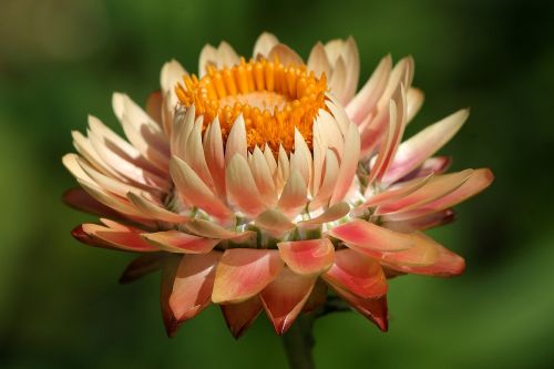 helichrysum italicum dry