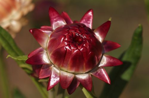 helichrysum italicum dry