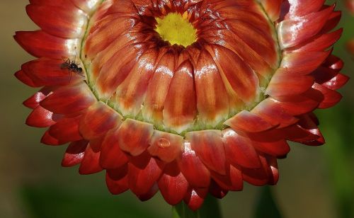 helichrysum italicum dry