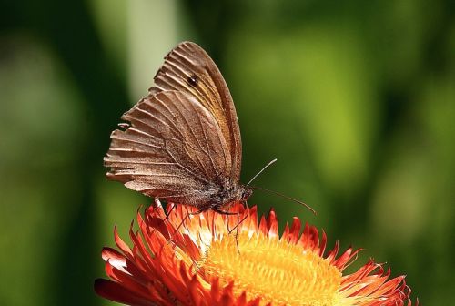 helichrysum italicum dry