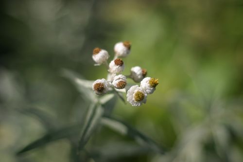 helichrysum flower summer