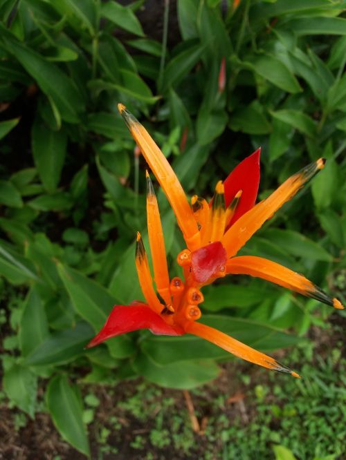 heliconia flower flowers