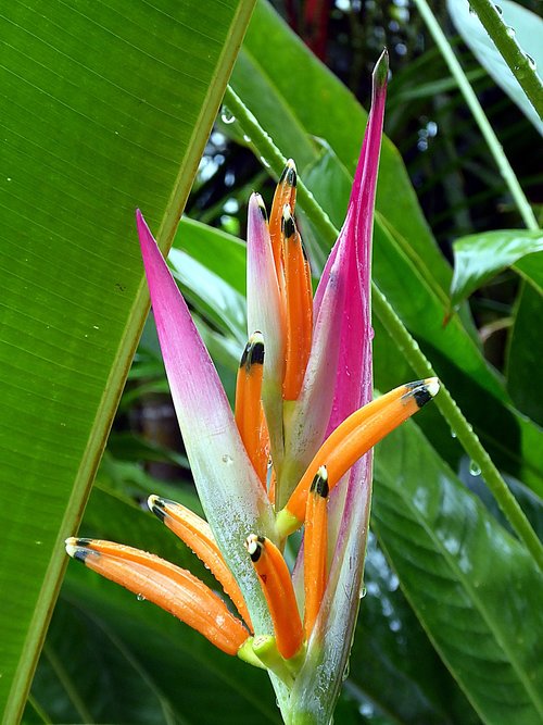 heliconia  musacées  flower