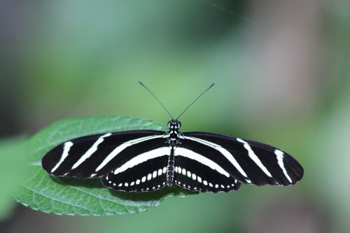 heliconiinae kharitonov butterfly heliconius charithonia
