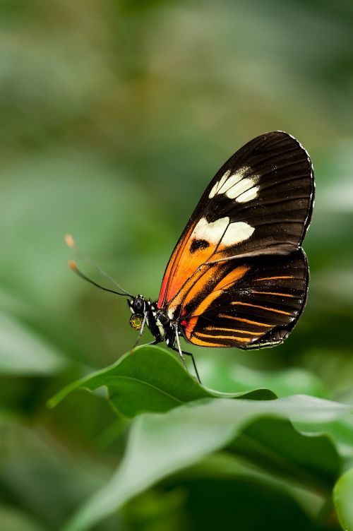 heliconius melpomene butterfly