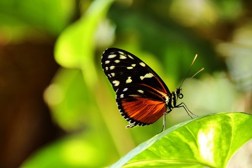 heliconius hecale  butterfly  red