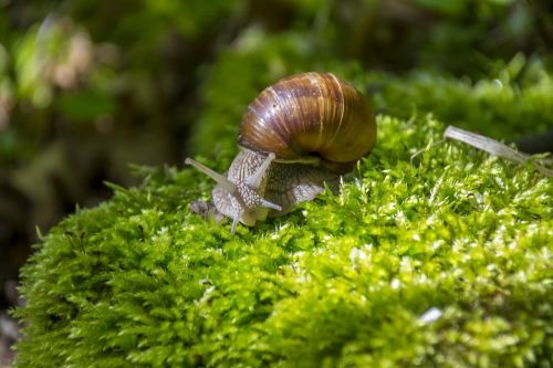 snail winniczek macro