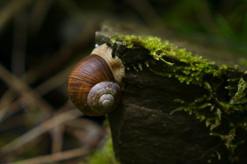 helix pomatia snail swabian oyster
