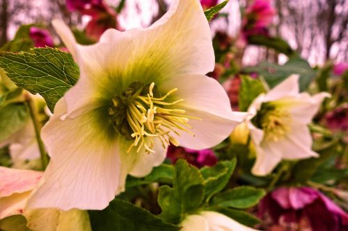 hellebore flower pistil