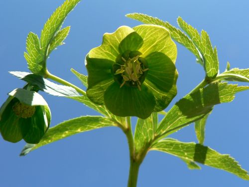 hellebore plant leaves