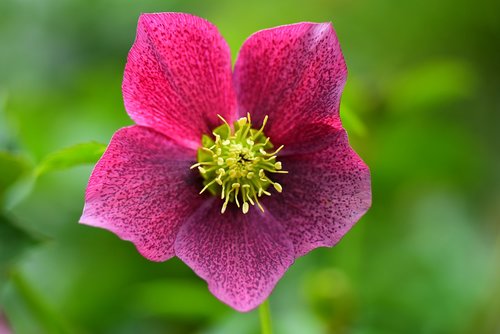 hellebore  christmas rose  flower