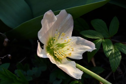 hellebore  flower  spring