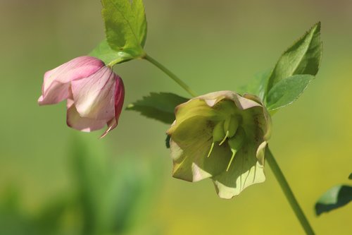 hellebore  christmas rose  spring