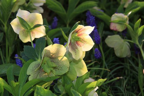 hellebore  flower  sun