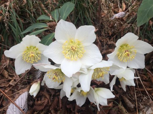 hellebores flowers mountain