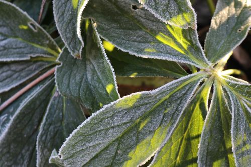 helleborus plant christmas rose