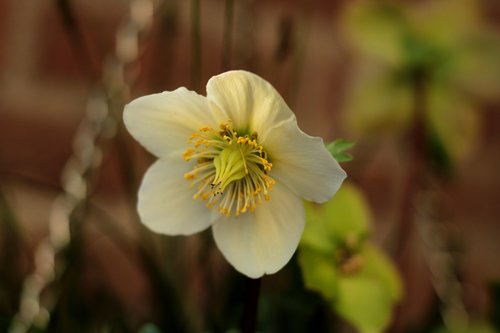 helleborus  christmas rose  white