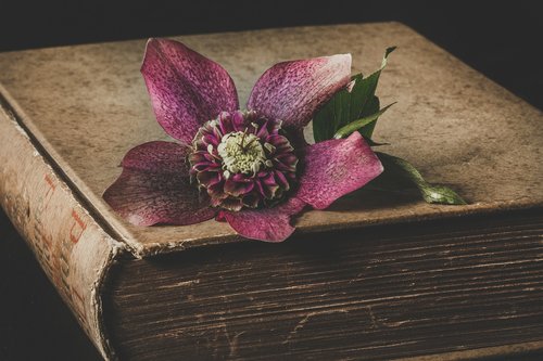 helleborus  flower  garden