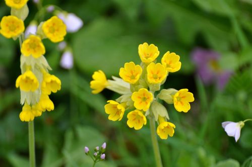 hello yellow flowers country