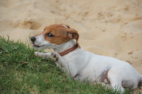 hello played enough jackrussel puppy