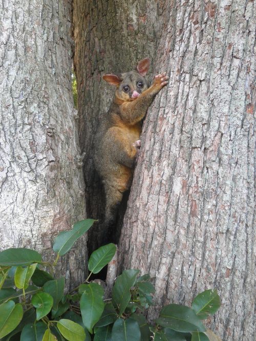 hello possum picnic