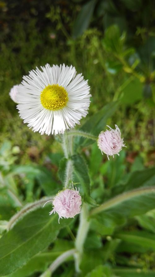 hello there flower beautiful