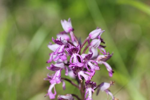 helmet orchid flower orchid