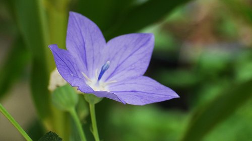 help us  flowers  spring