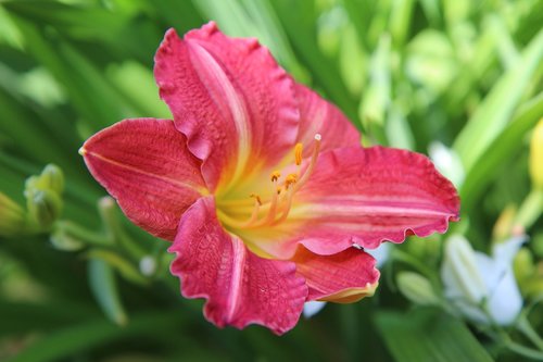 hemerocallis  daylily red  flowering