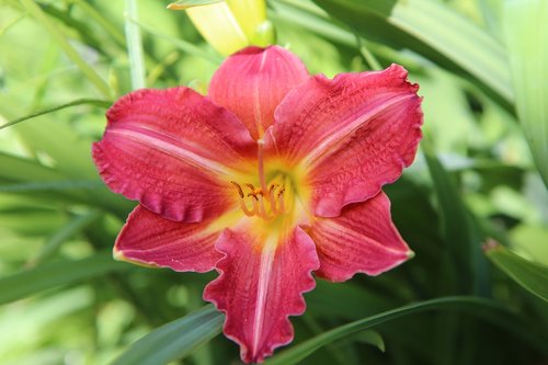 hemerocallis  daylily red  flowering