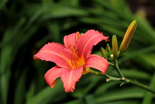 hemerocallis  flower  garden