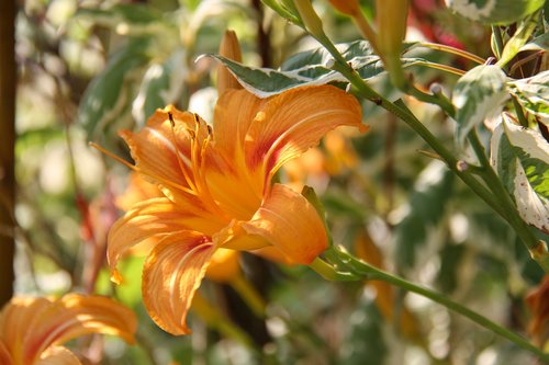 hemerocallis  garden  flower