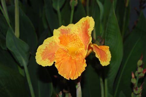 hemerocallis flower yellow