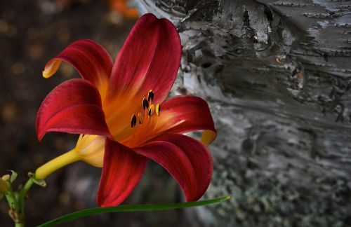 hemerocallis flower nature