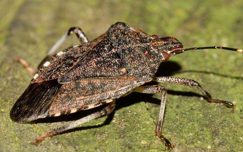 hemiptera insects bug