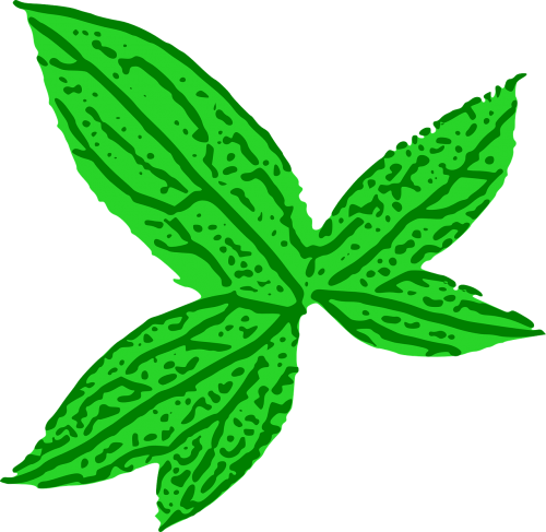 hemp marihuana leaf