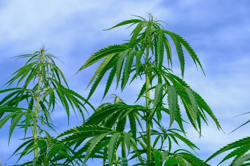 hemp  cannabis sativa  nature