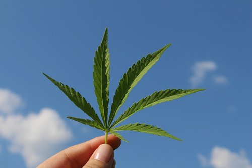 hemp leaf  cannabis sativa  hemp plant