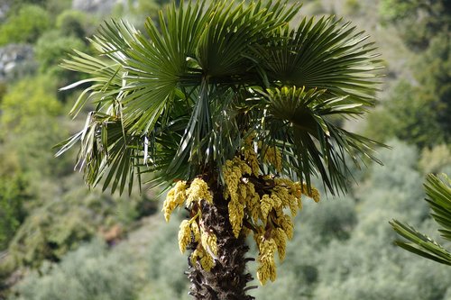 hemp palm  palm  palm tree