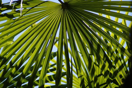 hemp palm  palm leaf  palm