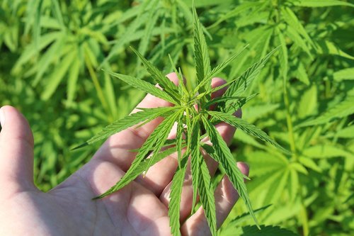 hemp plant  hand  cannabis sativa