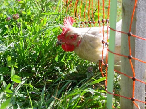 hen chicken grass