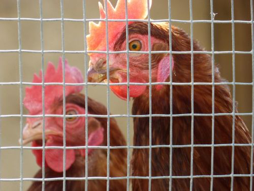 hen poultry captivity