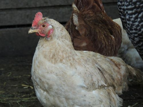 hen pet poultry