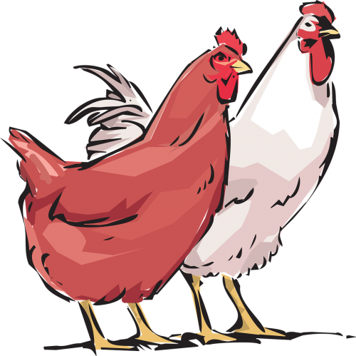 hen cock animals