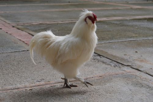 hen gallina blanca ave